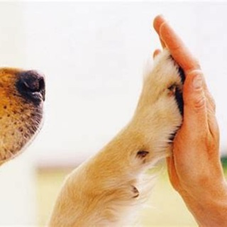 Telegram profile photo for Tierkommunikation & Tiercoaching Stefanie Heim