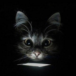 Telegram profile photo for Моби Эксклюзив