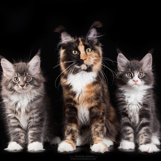 Telegram profile photo for Питомник мейн-кунов LarkiStaff