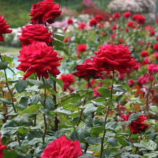 Telegram profile photo for Garden Roses