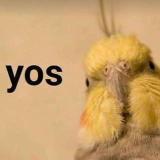 Telegram profile photo for Birb Life