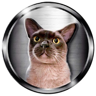 Telegram profile photo for Ton Shiva
