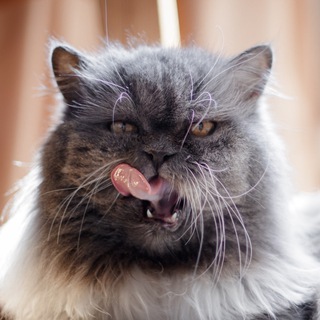Telegram profile photo for Territory.animals