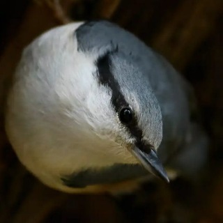 Telegram profile photo for Поползли