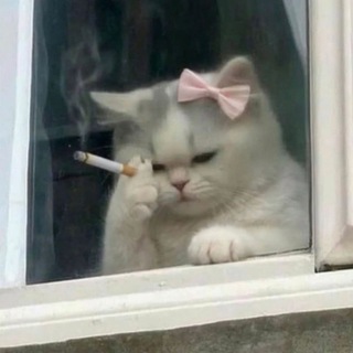 Telegram profile photo for عبد