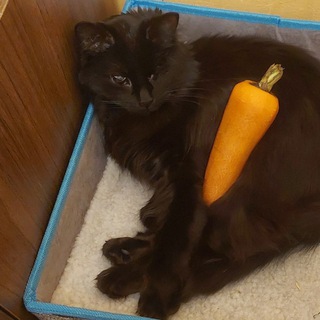 Telegram profile photo for кот Морковкин 🥕