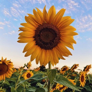 Telegram profile photo for صبح بخیر کلیپ