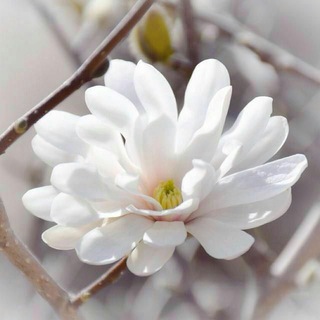 Telegram profile photo for ربيــع العمــر