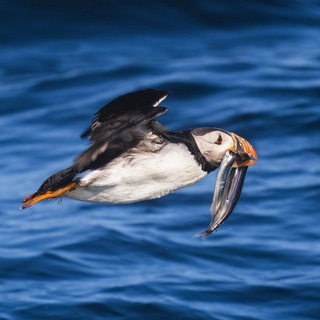 Telegram profile photo for Птички и море 🦉🦀