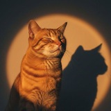 Telegram profile photo for солнечное сияние °.˚₊