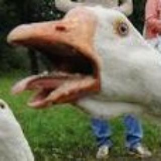 Telegram profile photo for ГУСИНАЯ ИМПЕРИЯ