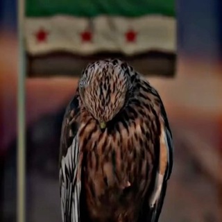 Telegram group profile photo for دردشه كروب تعارف