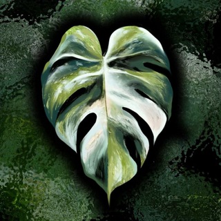 Telegram profile photo for Комнатные Растюшки🌿