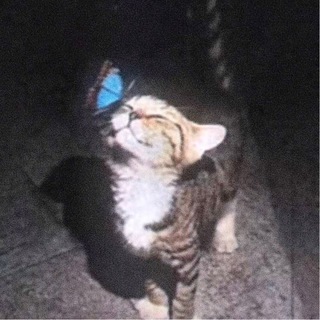 Telegram profile photo for eccoro & deeprst