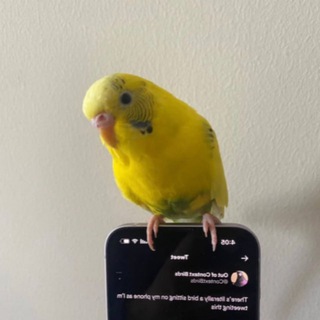 Telegram profile photo for PORTAL - $BIRD