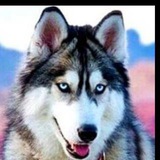 Telegram profile photo for 🇩🇪️Husky - No Review️🇩🇪