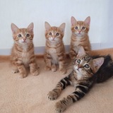 Telegram profile photo for Курильский бобтейл KOTARUS