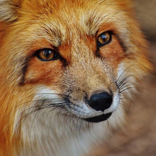 Telegram profile photo for 渗透/安全推送中心