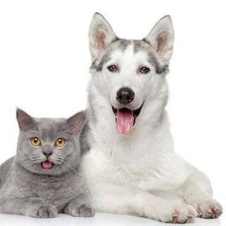Telegram profile photo for Питомцы Хлебниково
