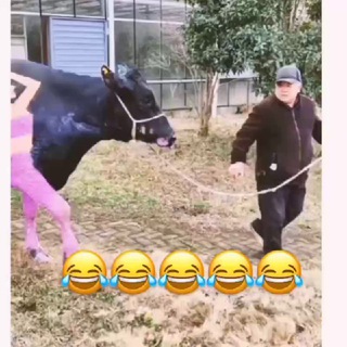 Telegram profile photo for Funny video
