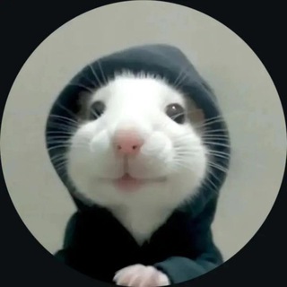 Telegram profile photo for int SRC;