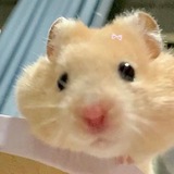 Telegram profile photo for  ̄(=∵=) ̄