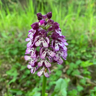 Telegram profile photo for Самурский лес🌿 Гид🌳Экскурсии