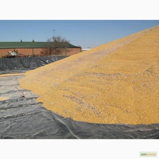 Telegram group profile photo for 🌾КУПЛЯ ПРОДАЖА ЗЕРНА🌾