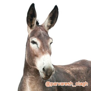 Telegram profile photo for پرورش الاغ