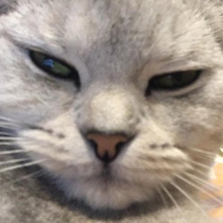 Telegram profile photo for Слабоумие и отвага (plyushka&nika edition)