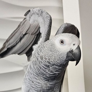 Telegram profile photo for Маруся. Попугай Жако