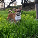 Telegram profile photo for dog.lenya