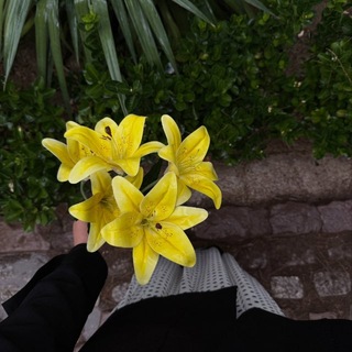 Telegram profile photo for هـبَة.