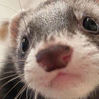 Telegram profile photo for Логово Тан-Тан