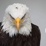 Telegram profile photo for Motivational Quote