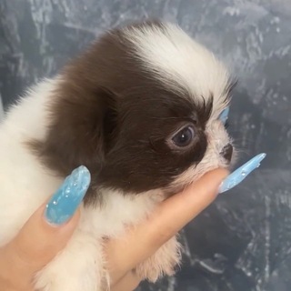 Telegram profile photo for Жизнь Окки 💞