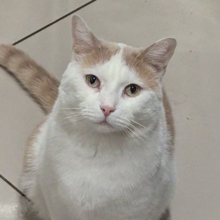 Telegram profile photo for Вупсень тв