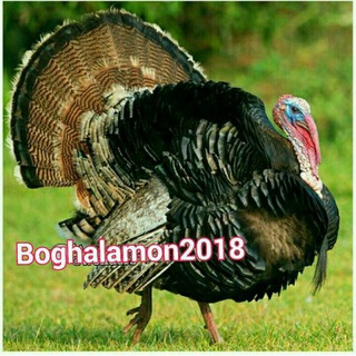 Telegram profile photo for مزرعه بوقلمون نوک طلا
