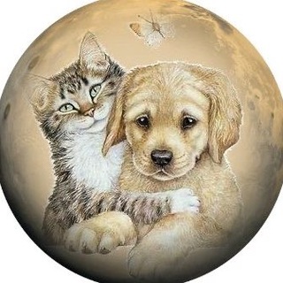 Telegram profile photo for Help Animals from UA