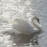 Telegram profile photo for Swan