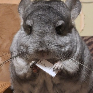 Telegram profile photo for ....