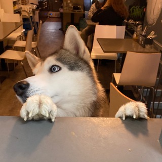 Telegram profile photo for Akira Captain Flauschiohr