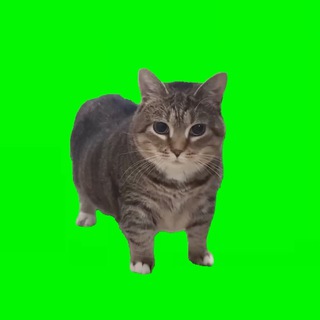 Telegram profile photo for OIIAOIIA - CTO Portal