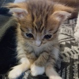 Telegram profile photo for анкетница