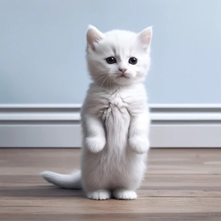 Telegram group profile photo for $polly cto