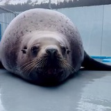 Telegram profile photo for Жизнь сивучёвых