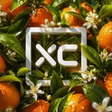 Telegram profile photo for ХС печатает...
