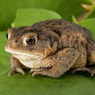 Telegram profile photo for Жаби