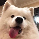 Telegram profile photo for 麦丁🌾🚀群发|采群|私发|菈人🚀官网频道