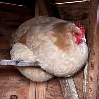 Telegram profile photo for Zero Original Content